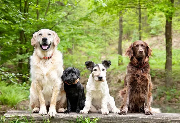 L'empowerment canin ou comment redonner confiance et contrôle à votre chien