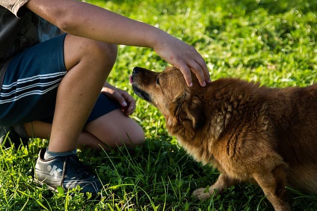 L'importance du consentement dans la caresse des chiens : un geste d'amour respectueux